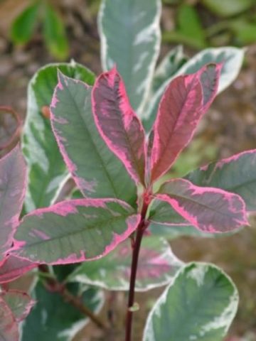 PHOTINIA PINK MARBLE | Rainbow Plants